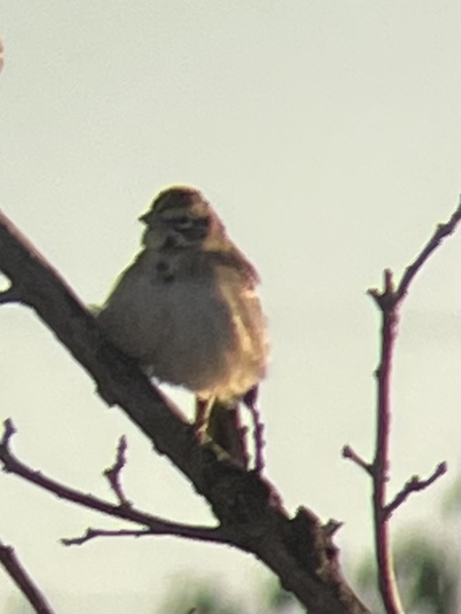 Lark Sparrow - ML607937111