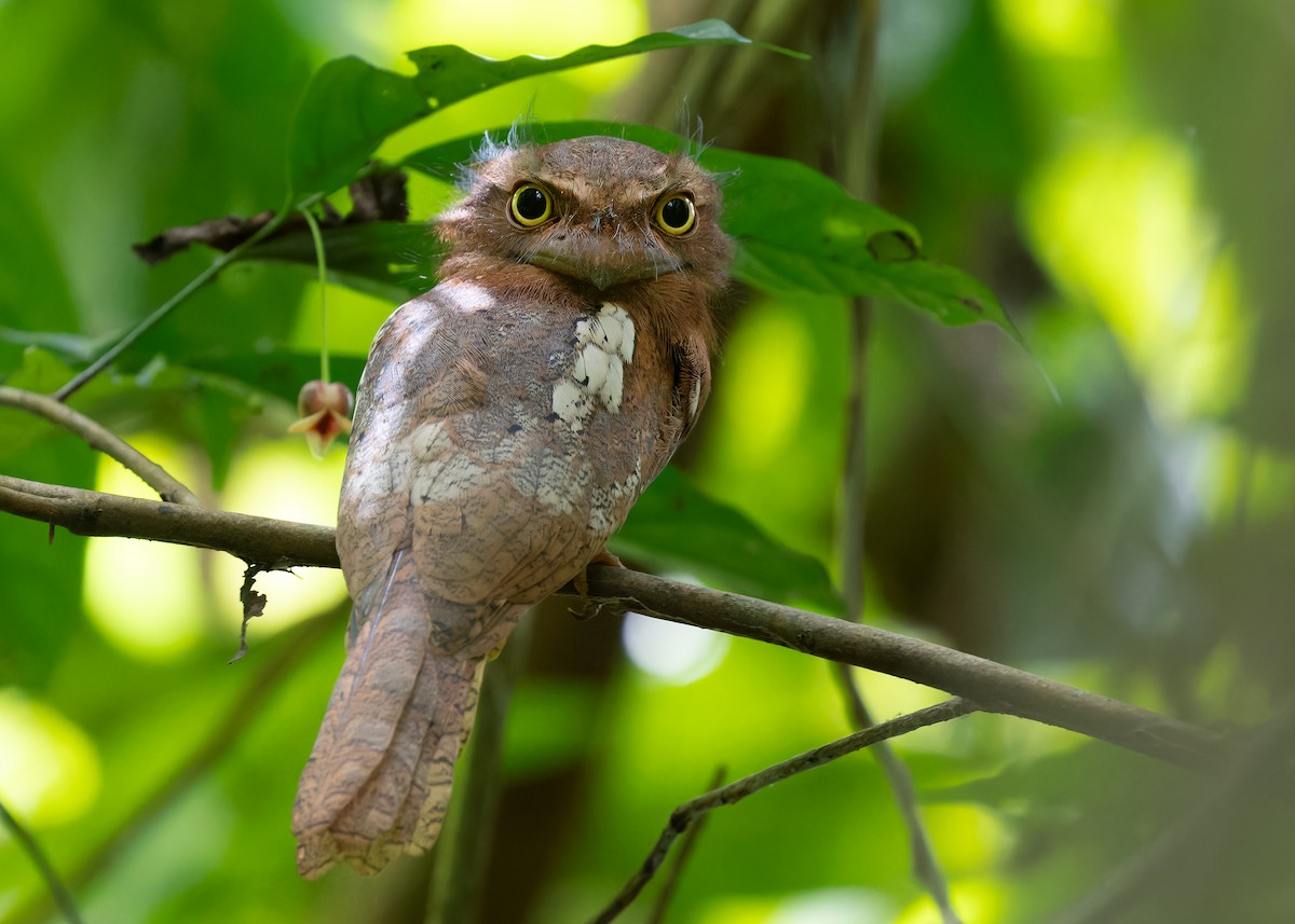 Blyth's Frogmouth (Indochinese) - Ayuwat Jearwattanakanok