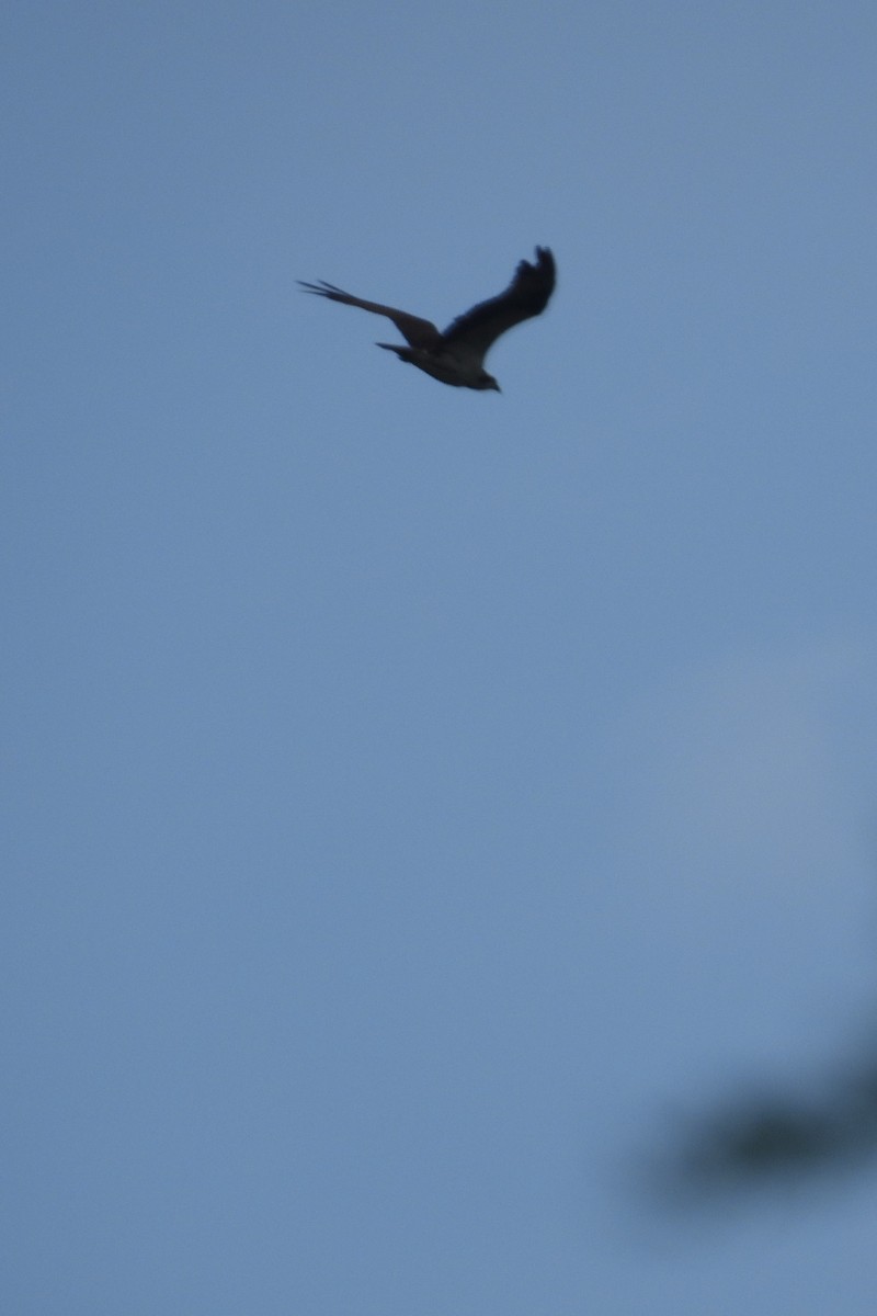 orlovec říční - ML607937801