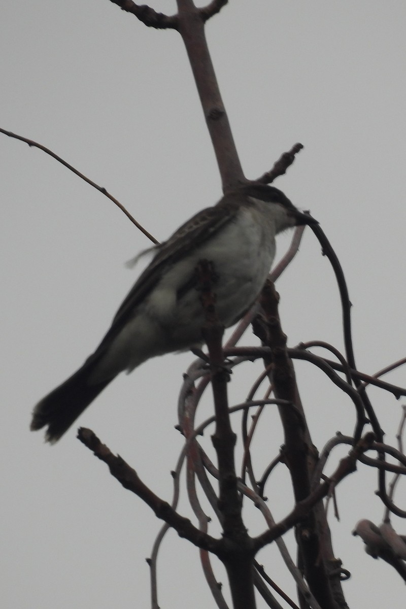 Eastern Kingbird - ML607937991