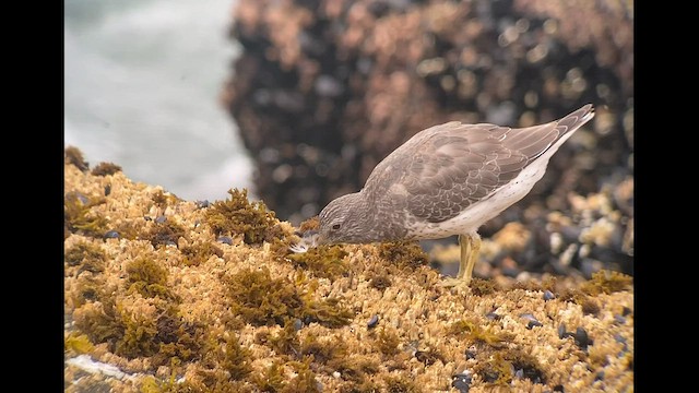 Surfbird - ML607938121