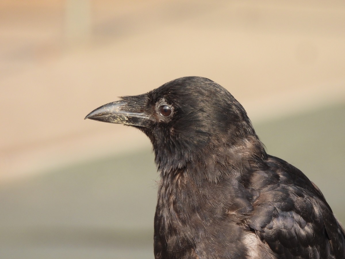 American Crow - Teresita Varon