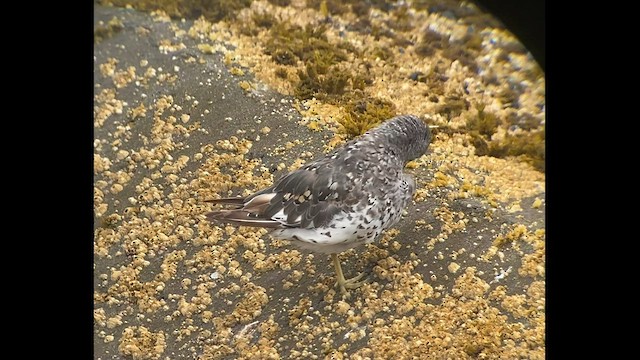 Surfbird - ML607938161