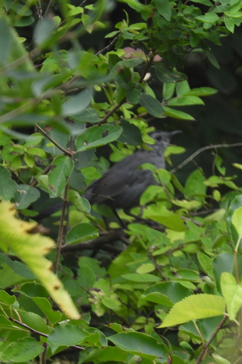 Gray Catbird - ML607938331