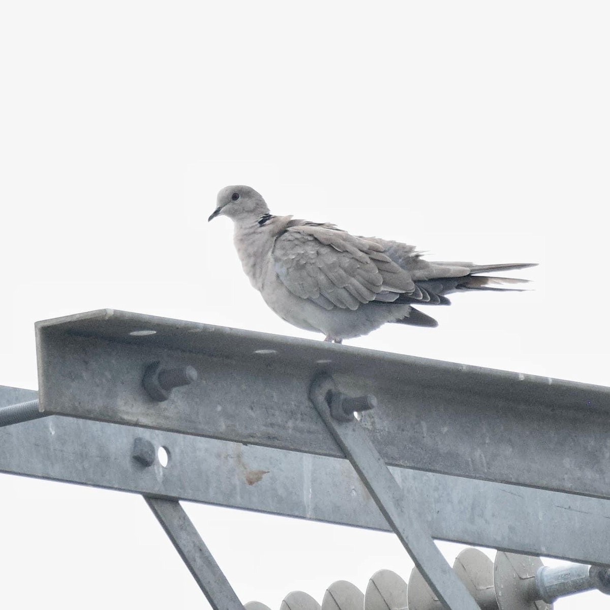 Eurasian Collared-Dove - Marco Umana