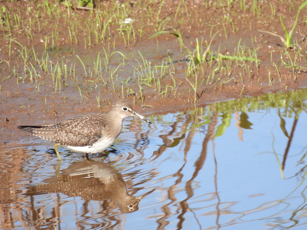 Solitary Sandpiper - ML607939111