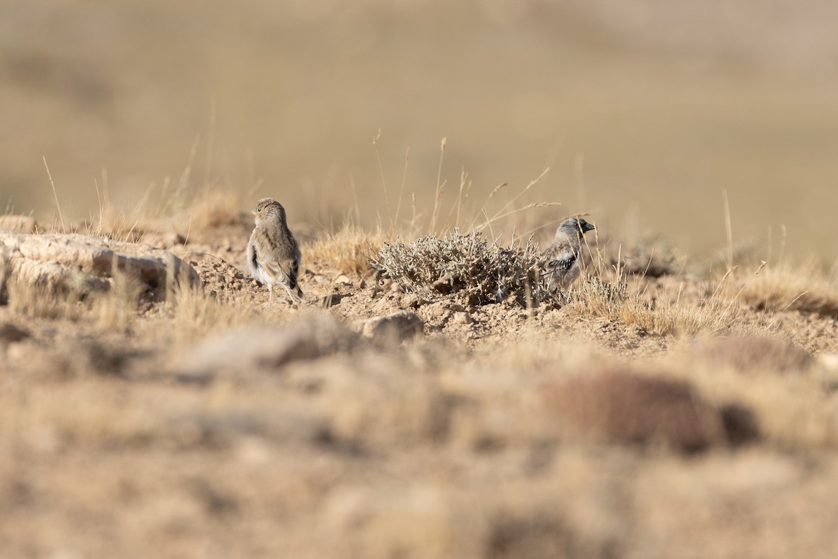 Afghan Snowfinch - ML607940611