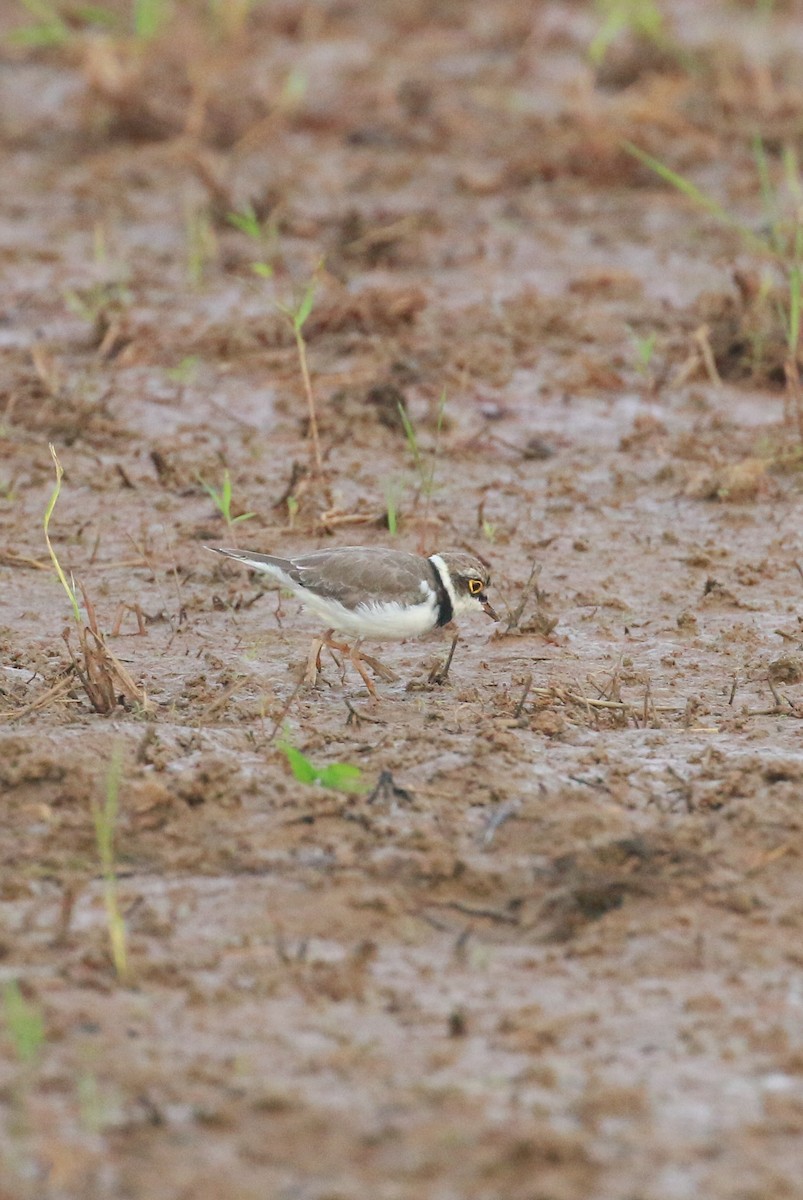 Little Ringed Plover - ML607941081