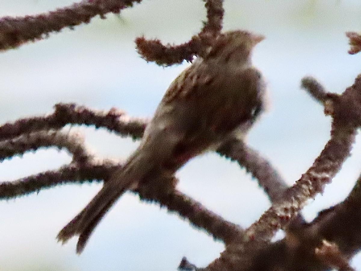 Chipping Sparrow - Linda Headrick