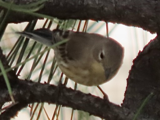 Yellow-rumped Warbler - ML607941921