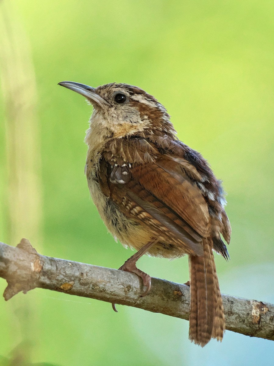 Carolina Wren - Gavin Edmondstone