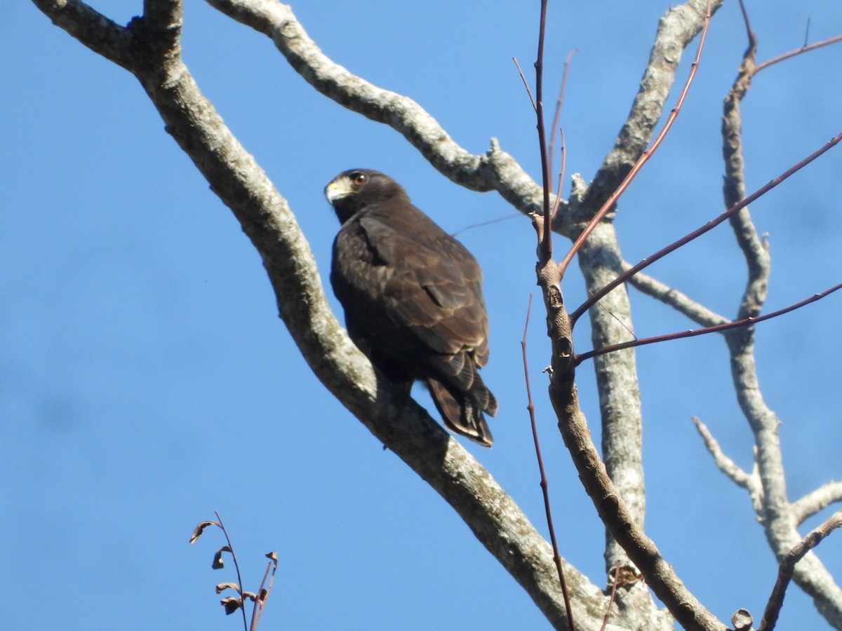 Short-tailed Hawk - ML607943171