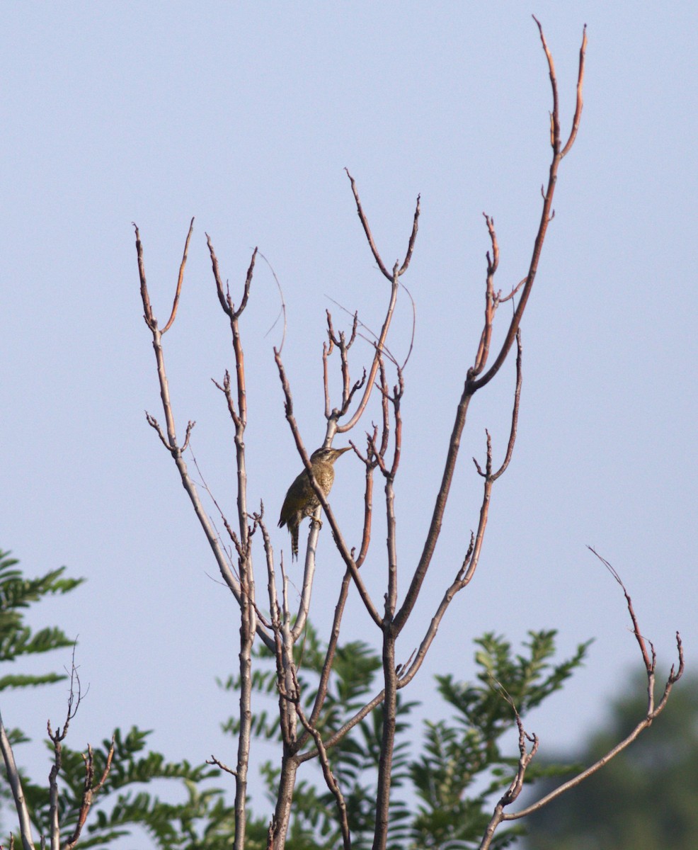 Scaly-bellied Woodpecker - Chandrika Khirani