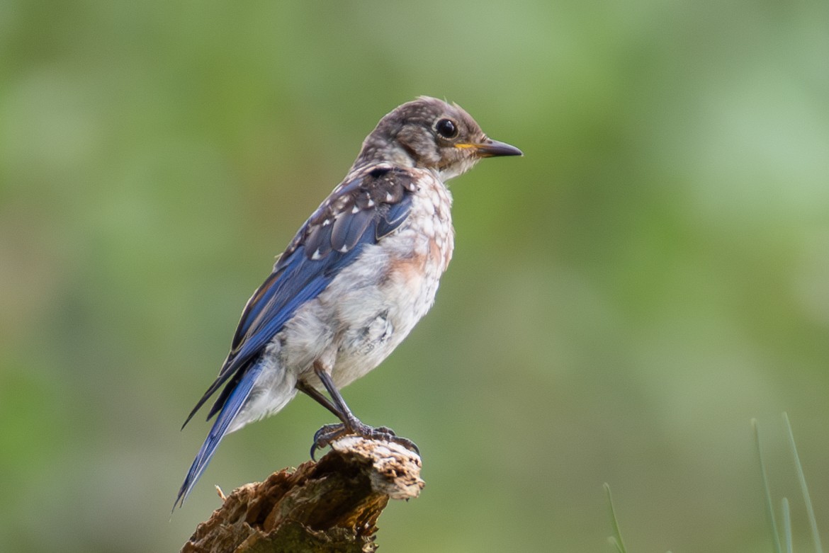 Eastern Bluebird - ML607944041