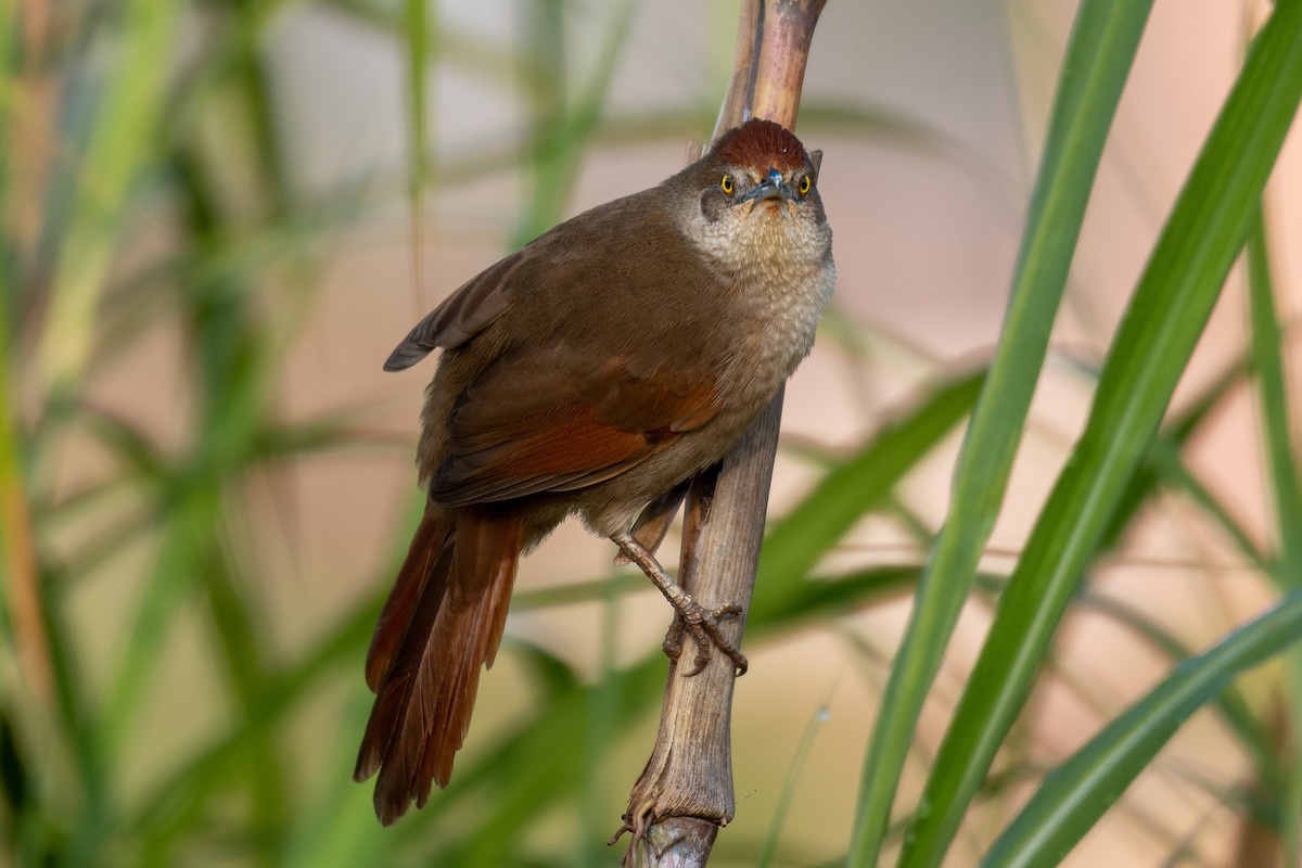 Greater Thornbird - Victor Castanho