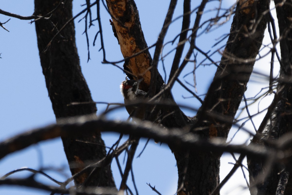 Arizona Woodpecker - ML607947401