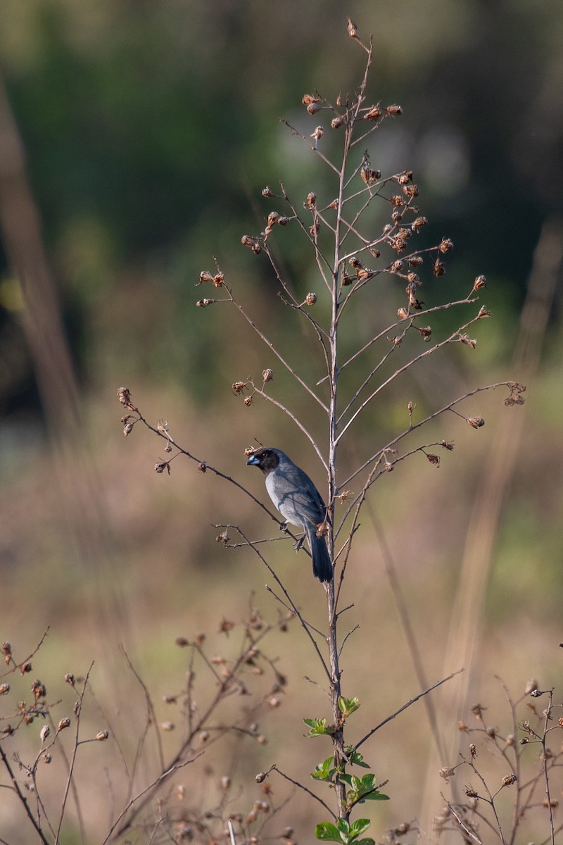 Black-faced Tanager - ML607948201