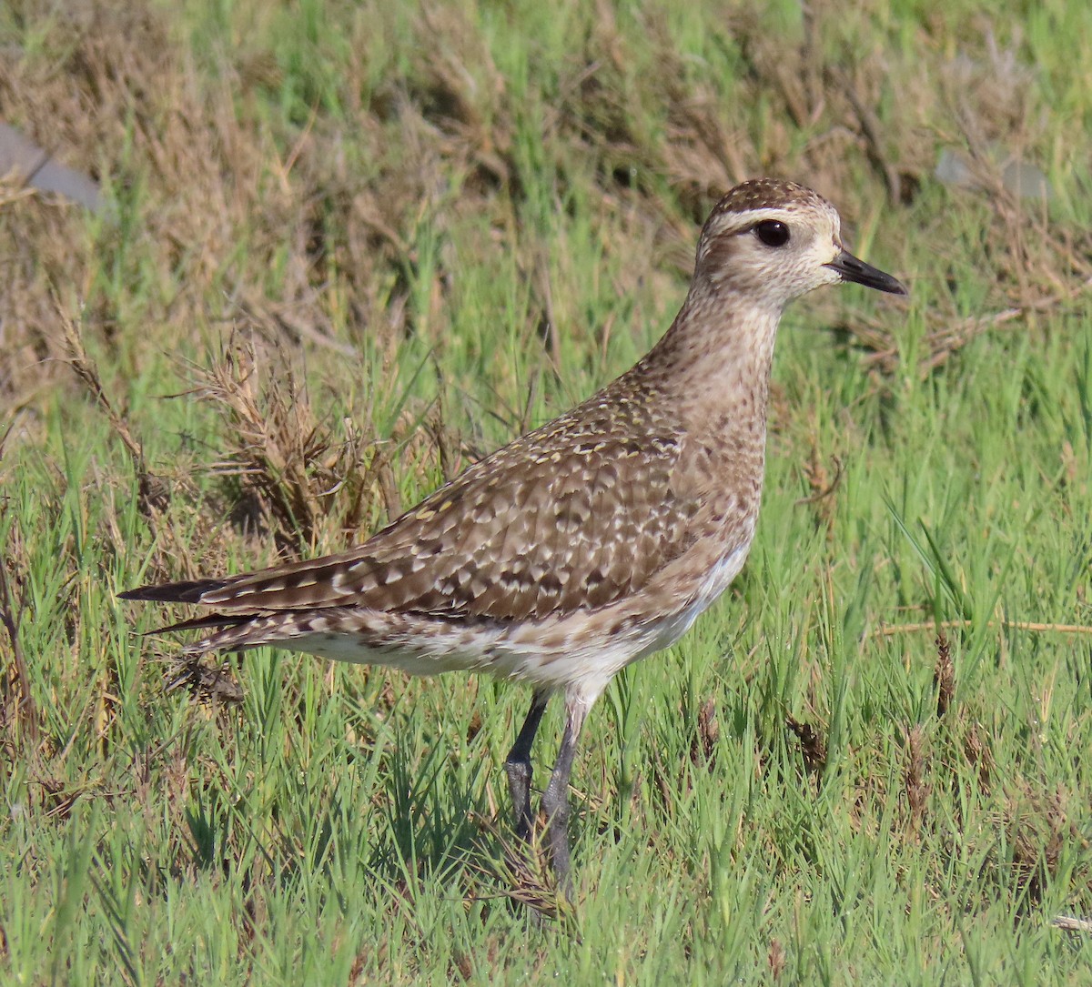 American Golden-Plover - Angel Cárdenas