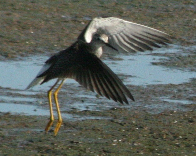 Lesser Yellowlegs - ML607949981