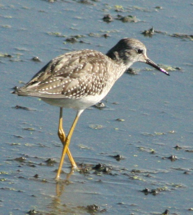 Lesser Yellowlegs - ML607949991