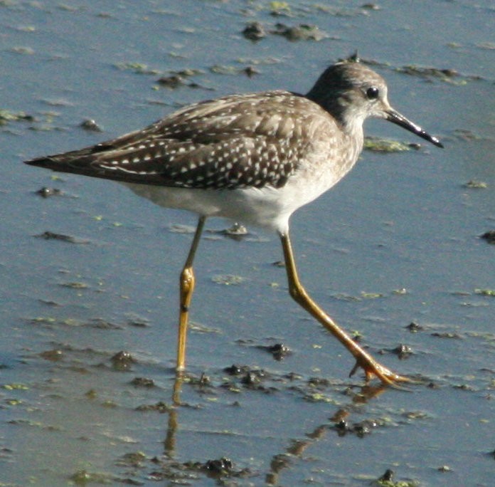 Lesser Yellowlegs - ML607950001