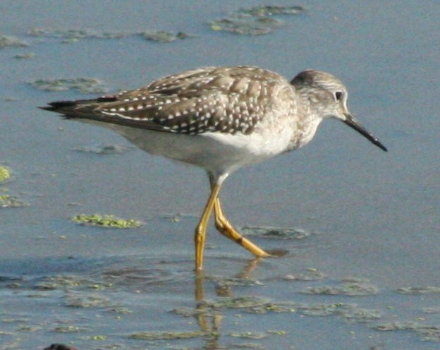 Lesser Yellowlegs - ML607950011