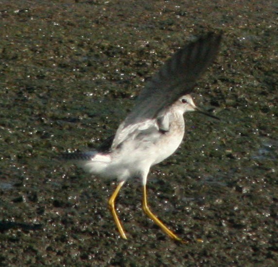 Lesser Yellowlegs - ML607950021