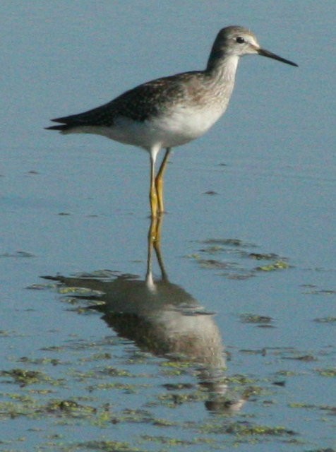 Lesser Yellowlegs - ML607950031