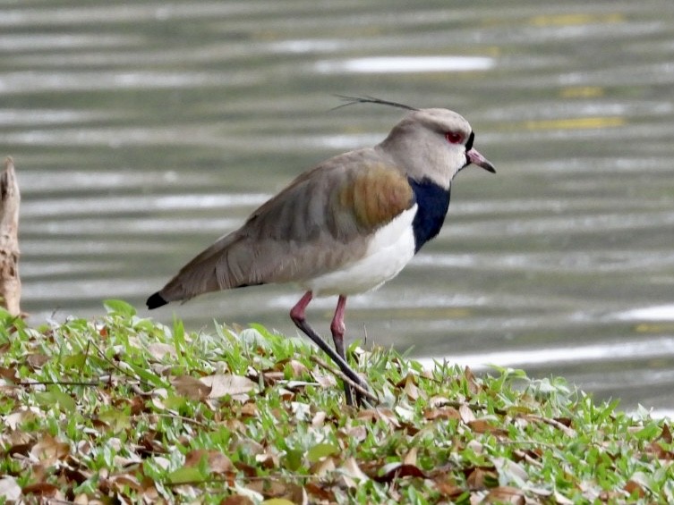 Southern Lapwing - ML607950811