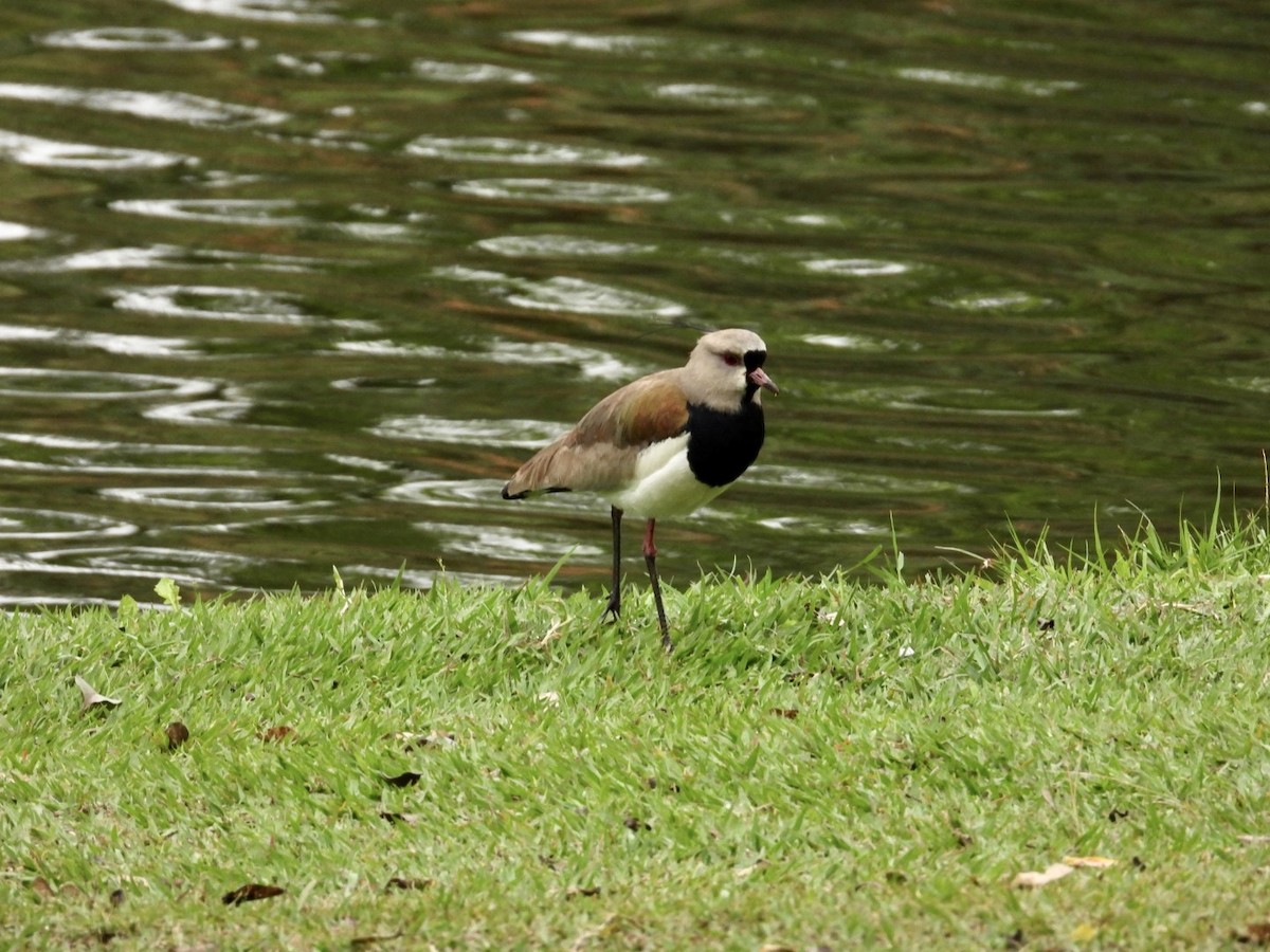 Southern Lapwing - ML607950821