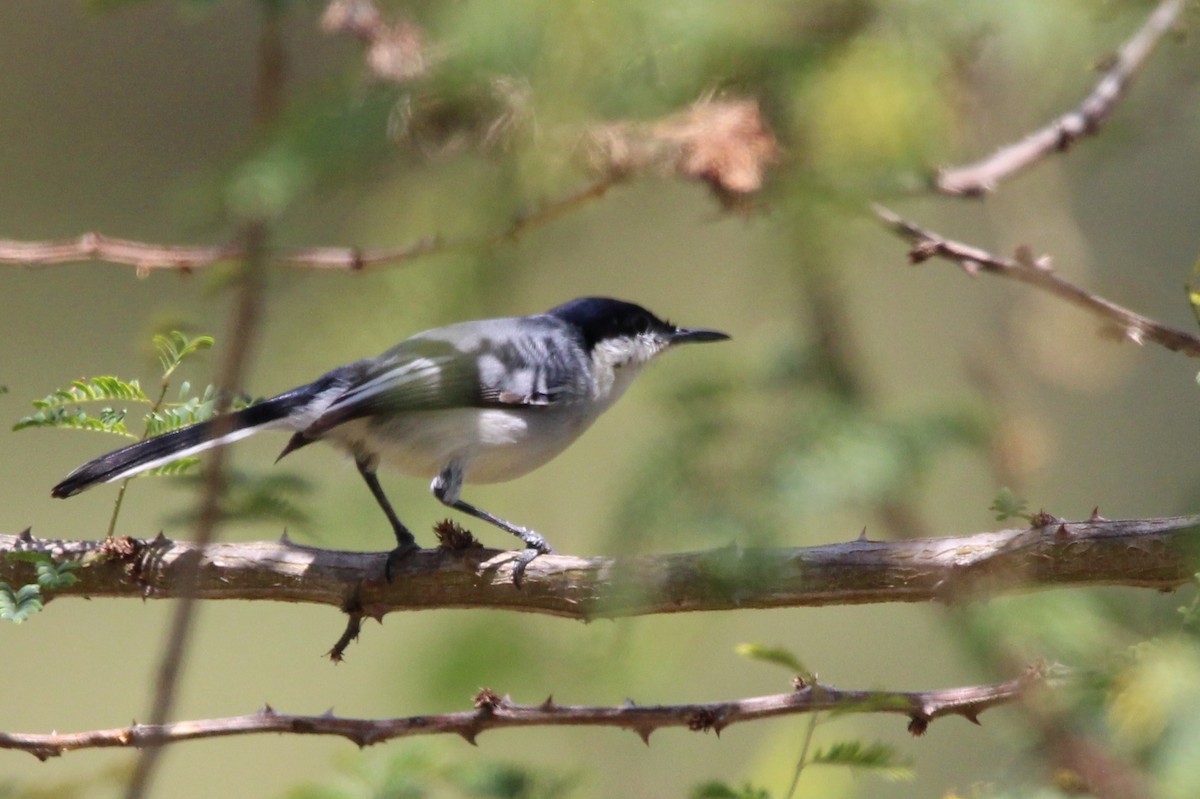 Tropical Gnatcatcher - ML607951381