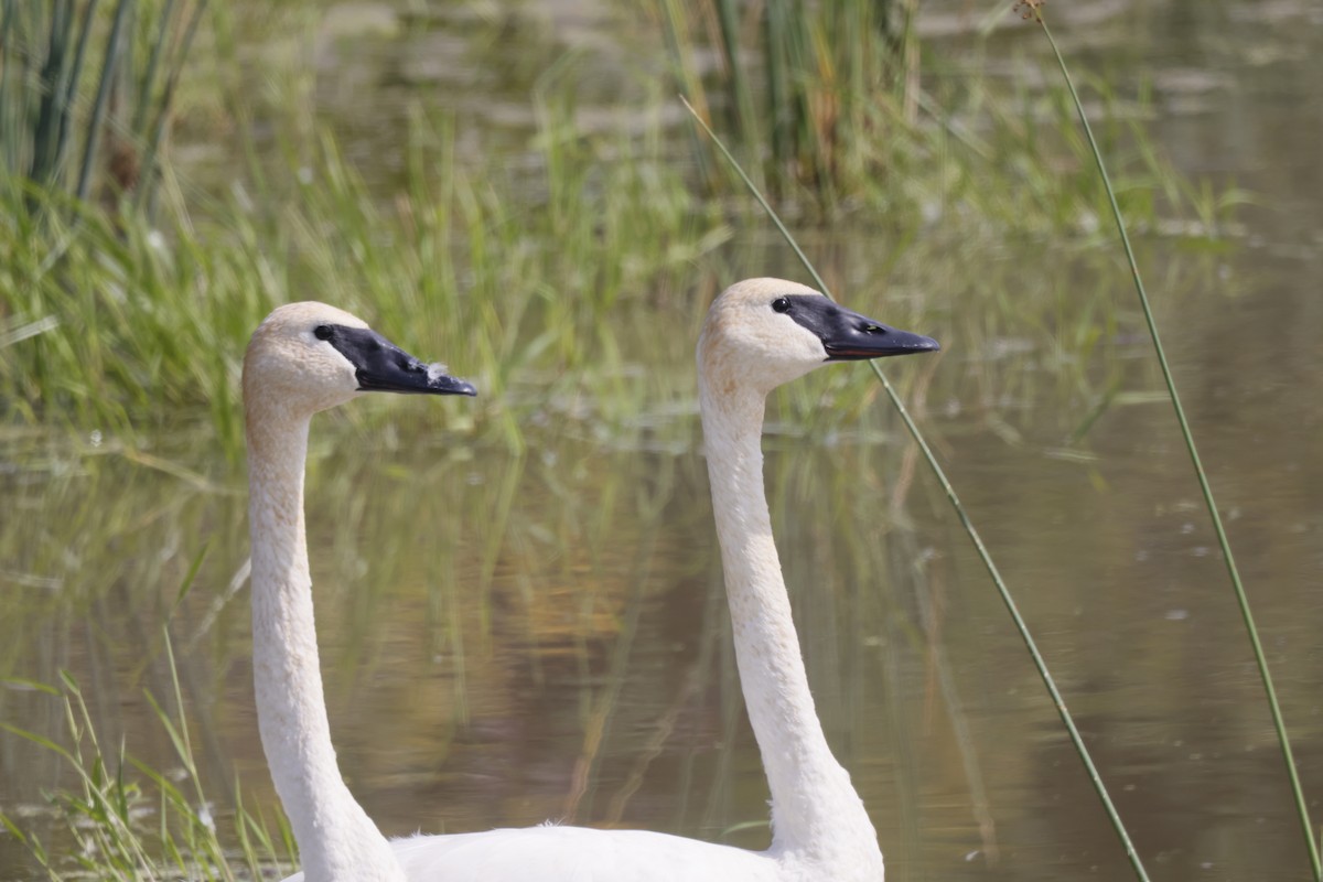 Trumpeter Swan - ML607951581