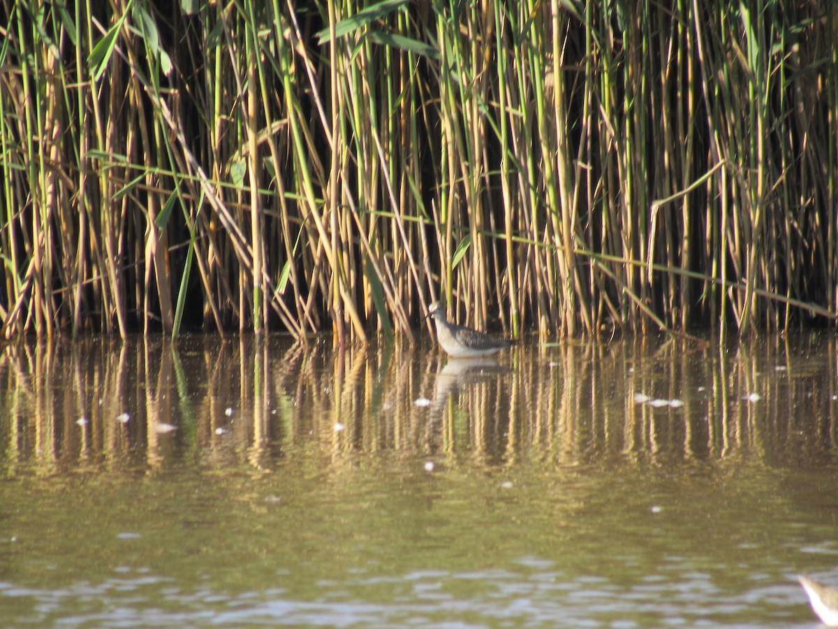 Solitary Sandpiper - ML607952051