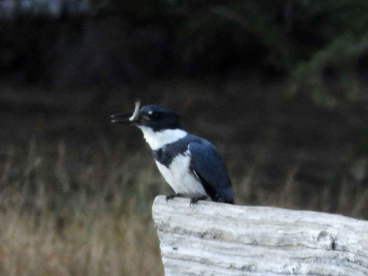 Belted Kingfisher - Zihan Wei