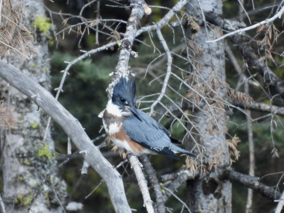 Belted Kingfisher - Zihan Wei