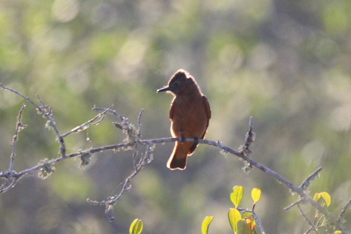 Cliff Flycatcher - ML607953351