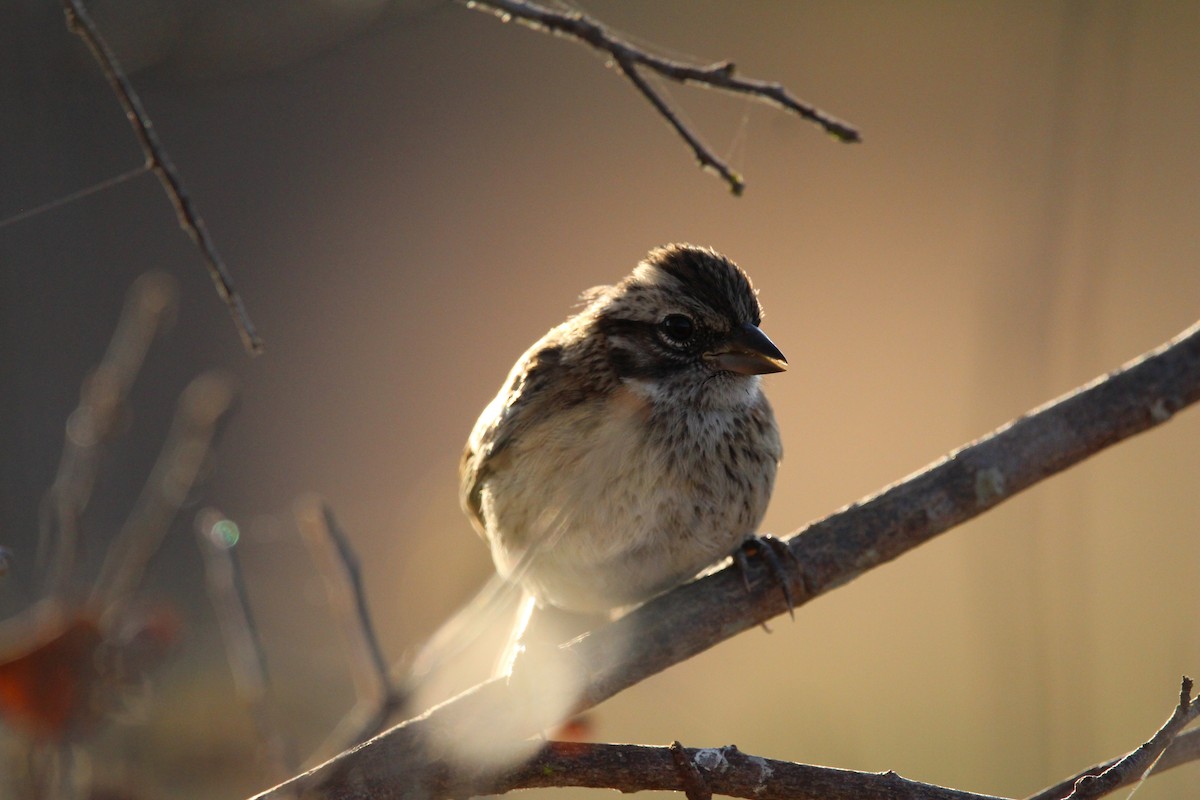 Rufous-collared Sparrow - ML607953431