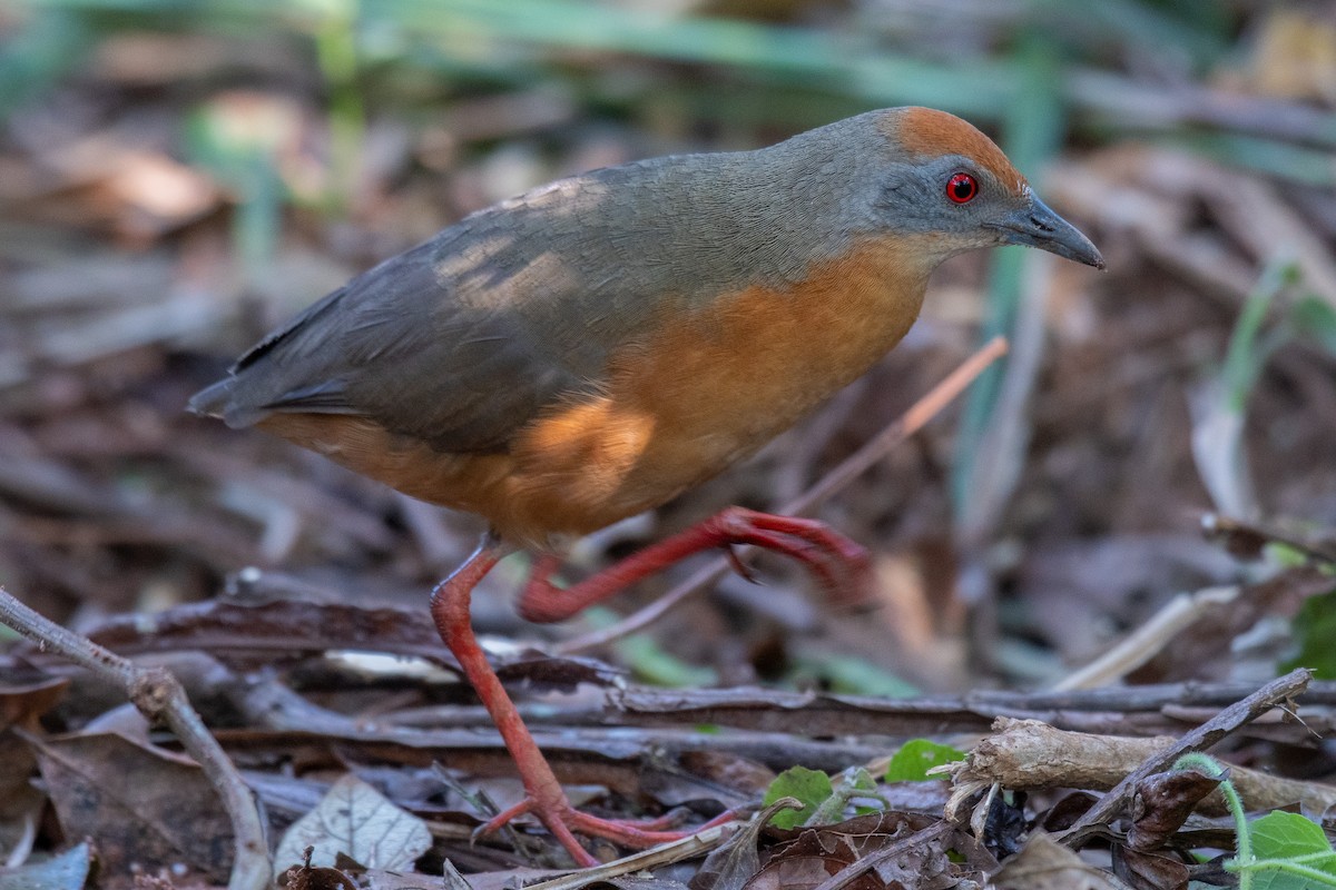 Russet-crowned Crake - Victor Castanho