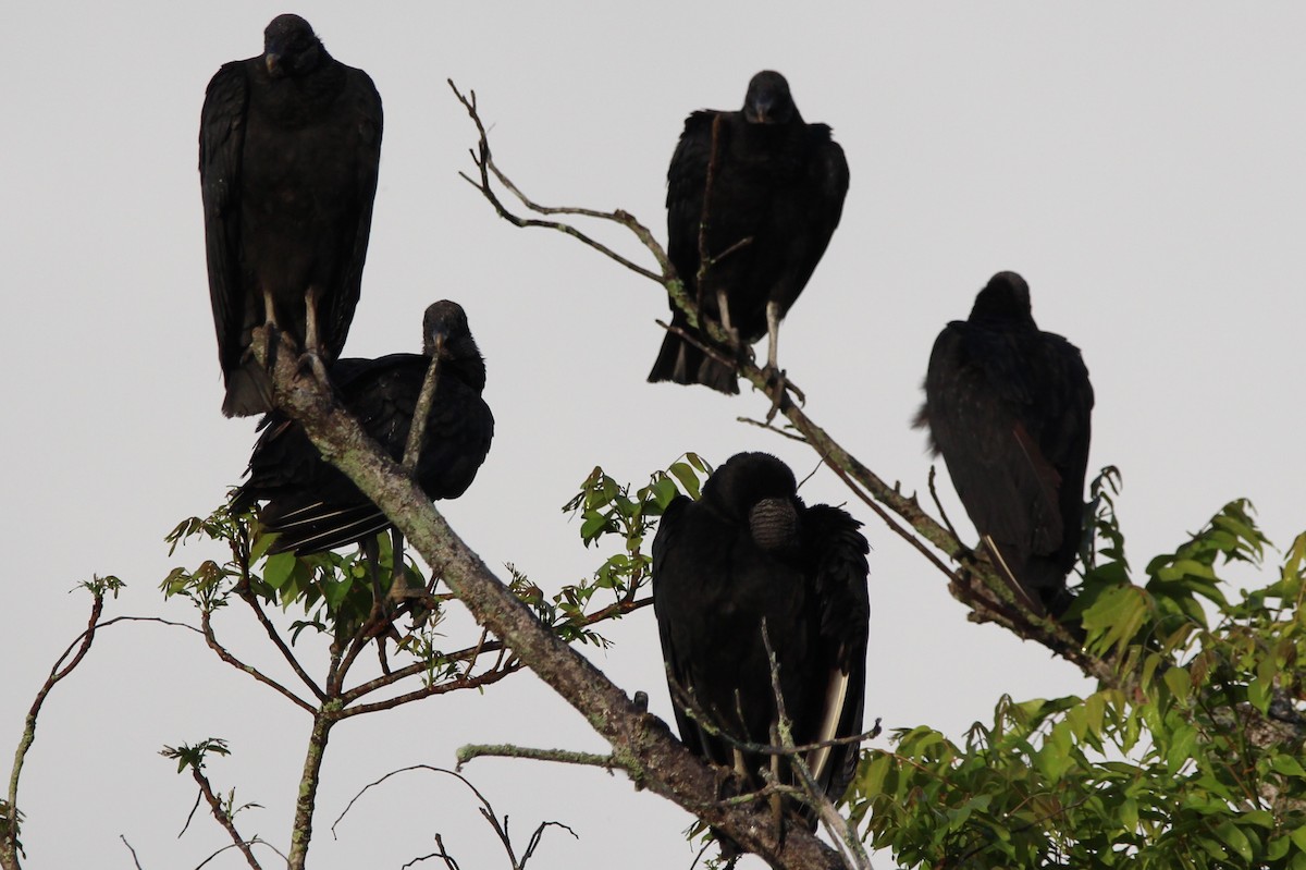 Black Vulture - Josh Dewitt