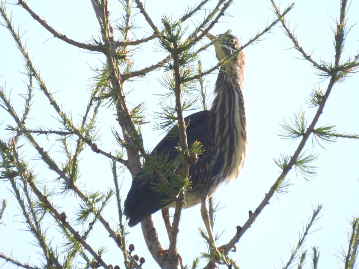 Green Heron - ML607956261