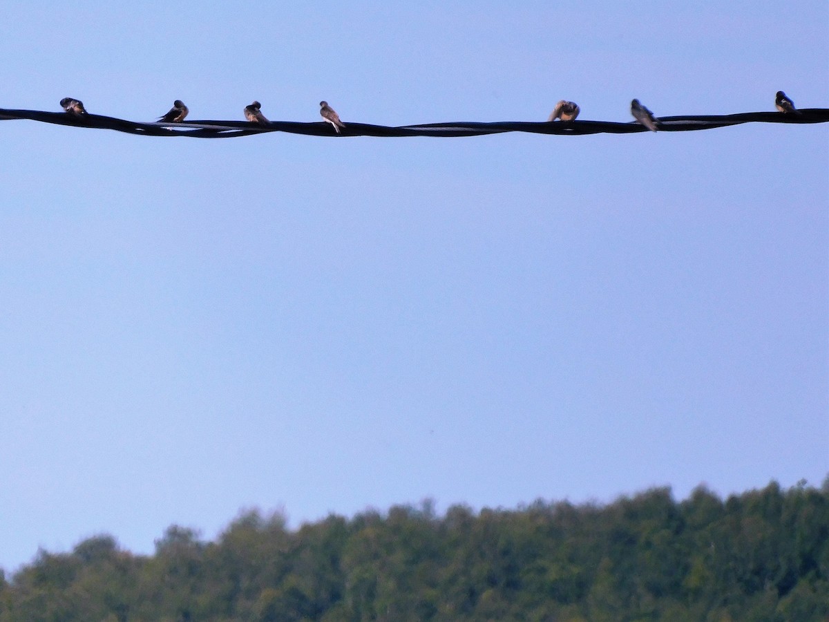 Barn Swallow - ML607956361