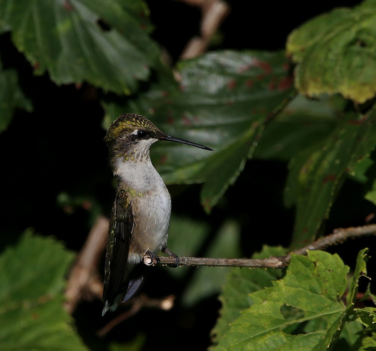 Colibrí Gorjirrubí - ML607956481