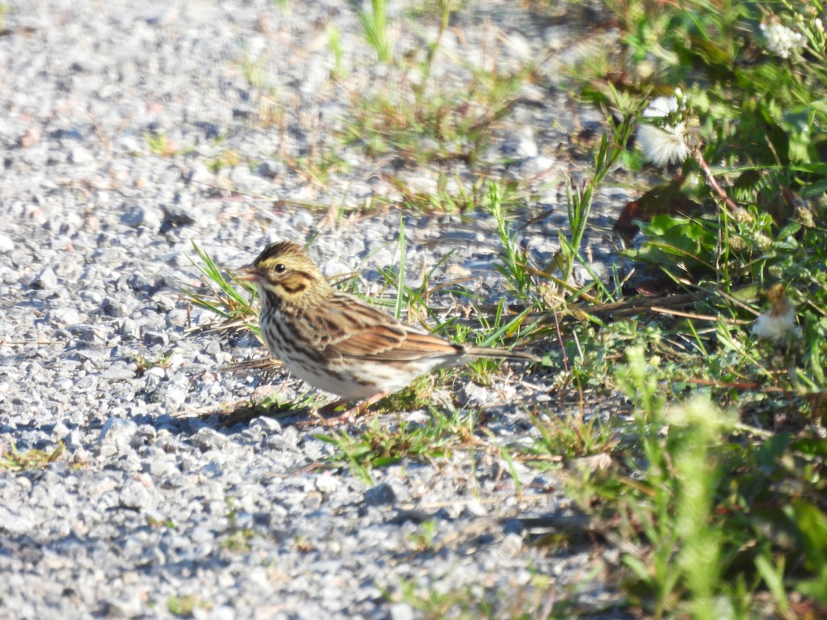 Savannah Sparrow - ML607956521
