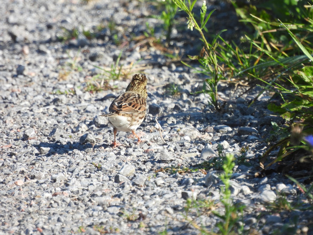 Savannah Sparrow - ML607956541