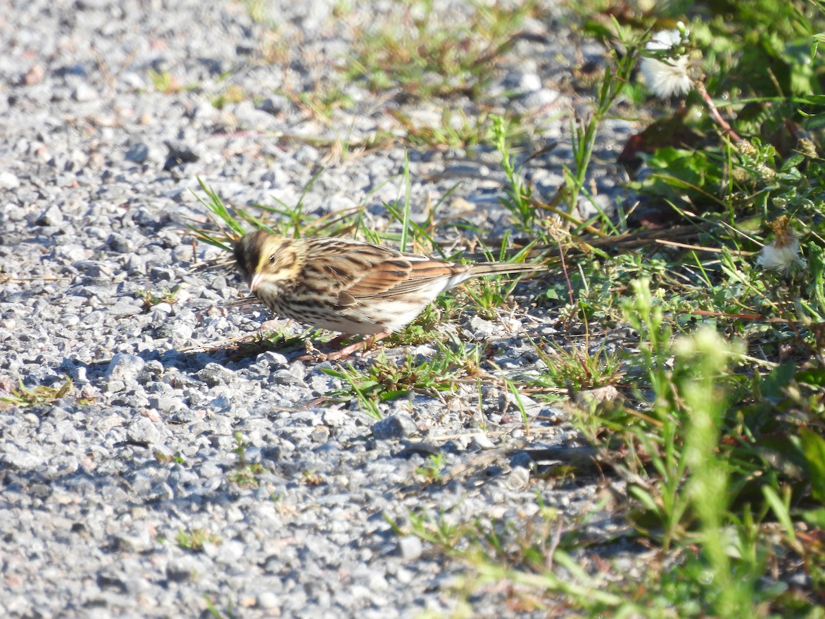 Savannah Sparrow - ML607956561