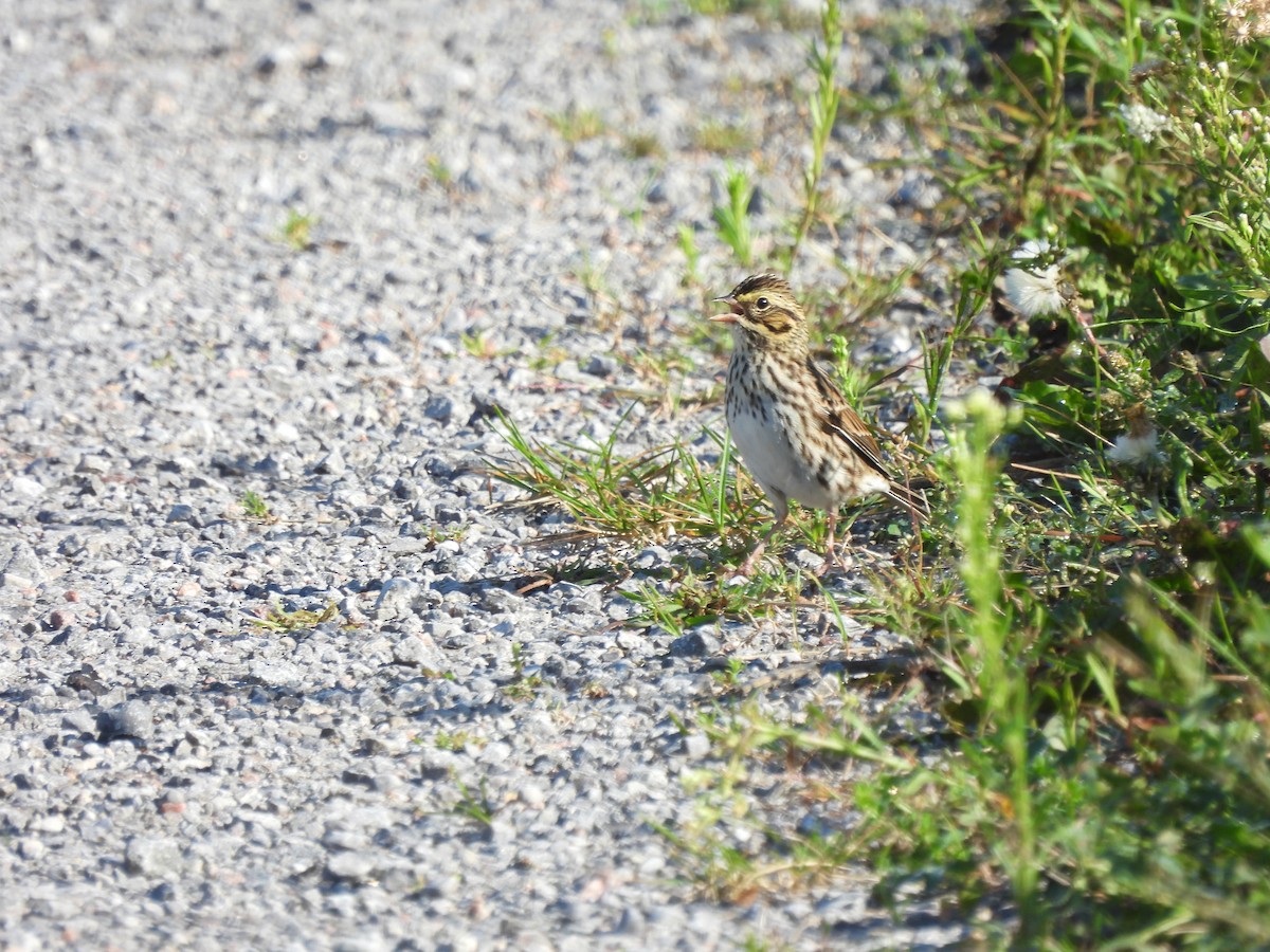 Savannah Sparrow - ML607956721