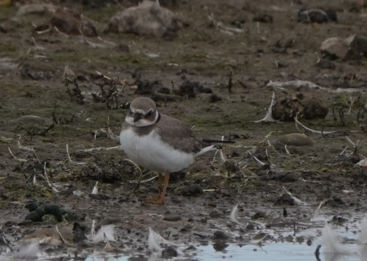 Хүзүүвчит хиазат - ML607959191