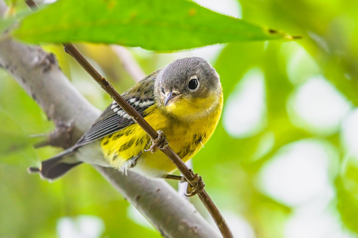 Magnolia Warbler - ML607960931