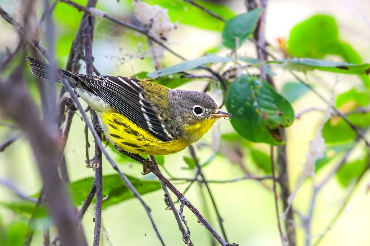 Magnolia Warbler - ML607960941