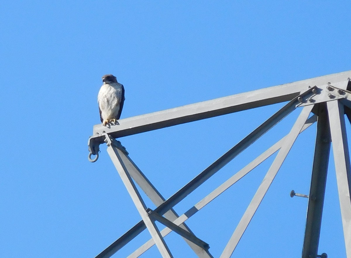 Red-tailed Hawk - ML60796101